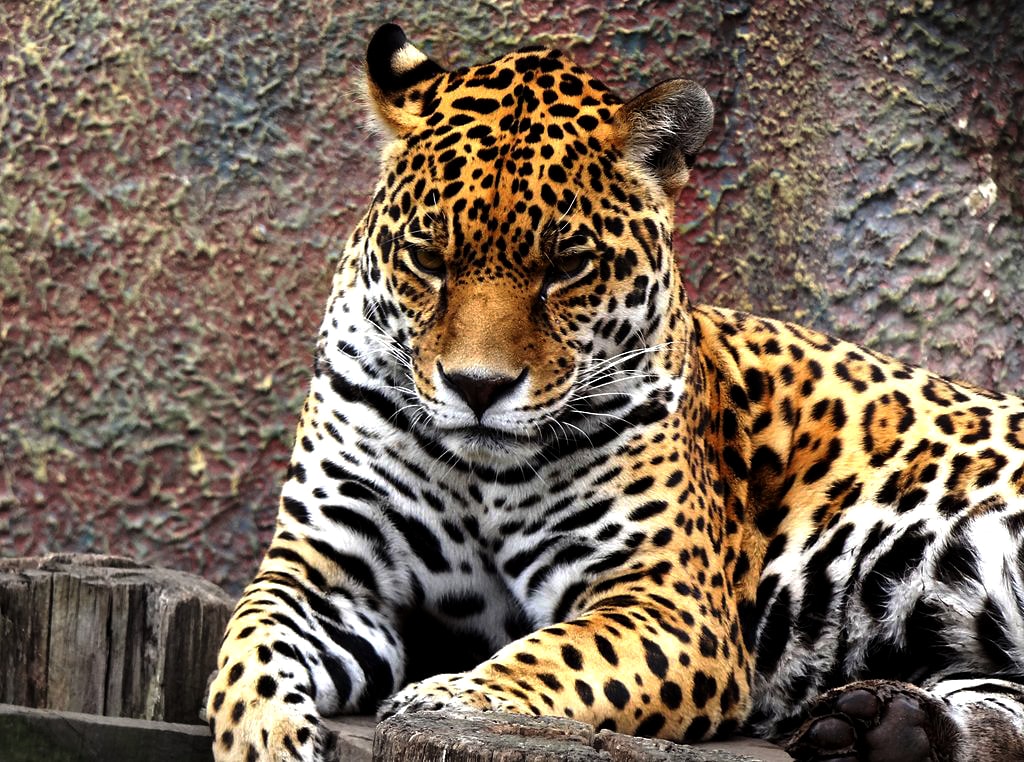 Alienación cosecha Subir Felinos: Jaguar y Puma - Animalbank ¡Contribuye a su conservación!